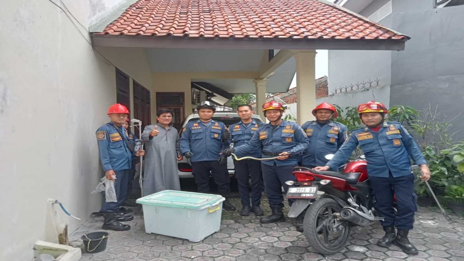 DPKP Kota Cirebon Evakuasi Ular King Coros yang Masuk ke Rumah Warga di Pekiringan