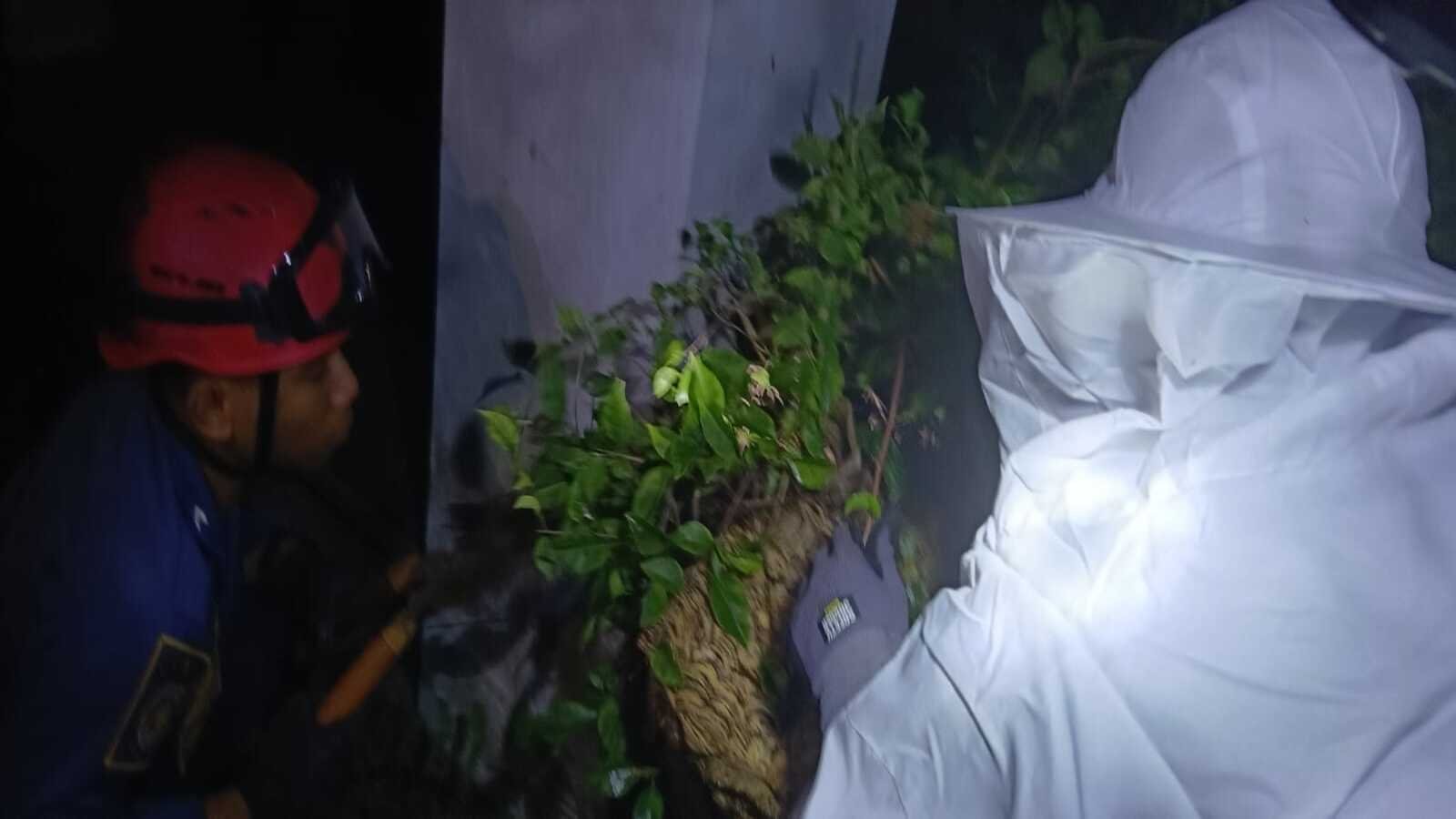 Warga Laporkan Sarang Tawon, DPKP Kota Cirebon Lakukan Evakuasi Aman